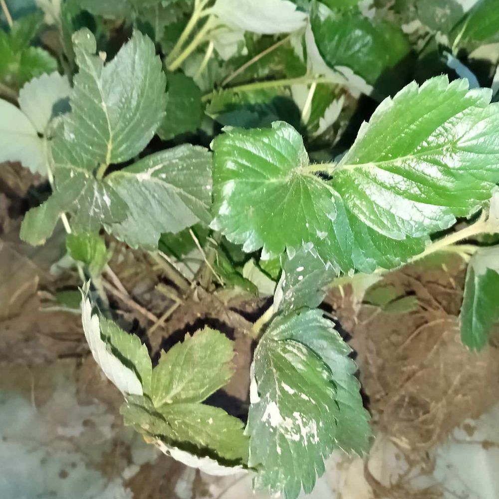 domaća jagoda - krupna, slatka thumbnail 4