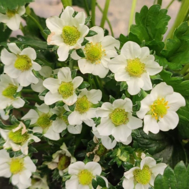 domaća jagoda - krupna, slatka - Image 1