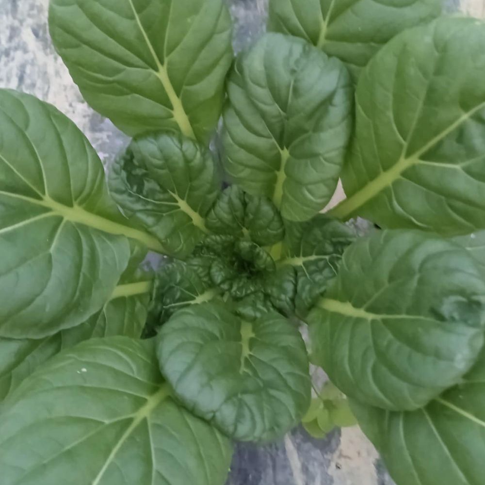 Azijska - reziva - Image 1