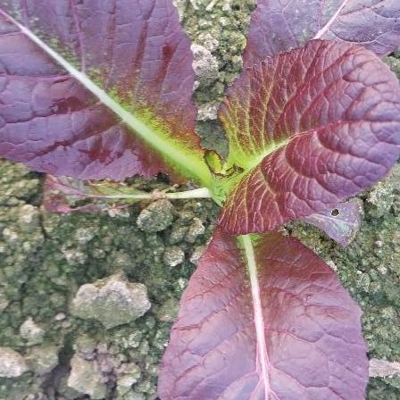 Azijska - reziva thumbnail 3