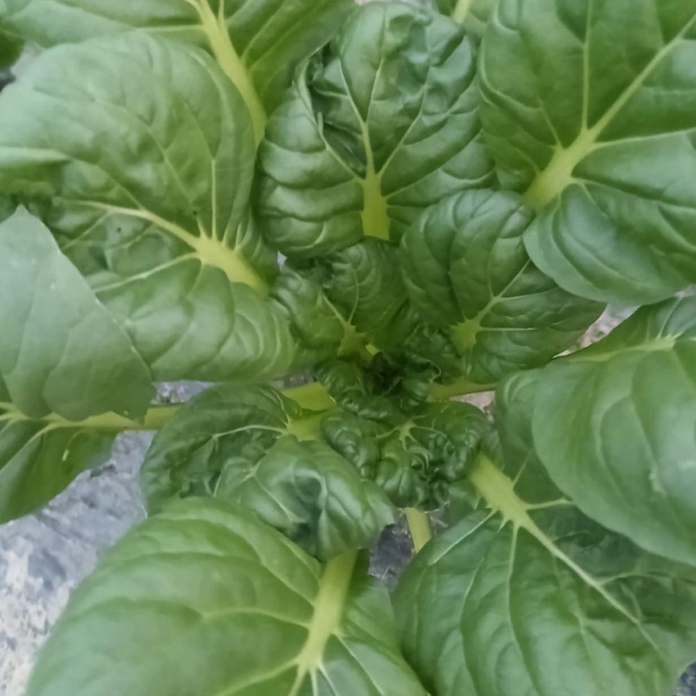 Azijska - reziva thumbnail 2