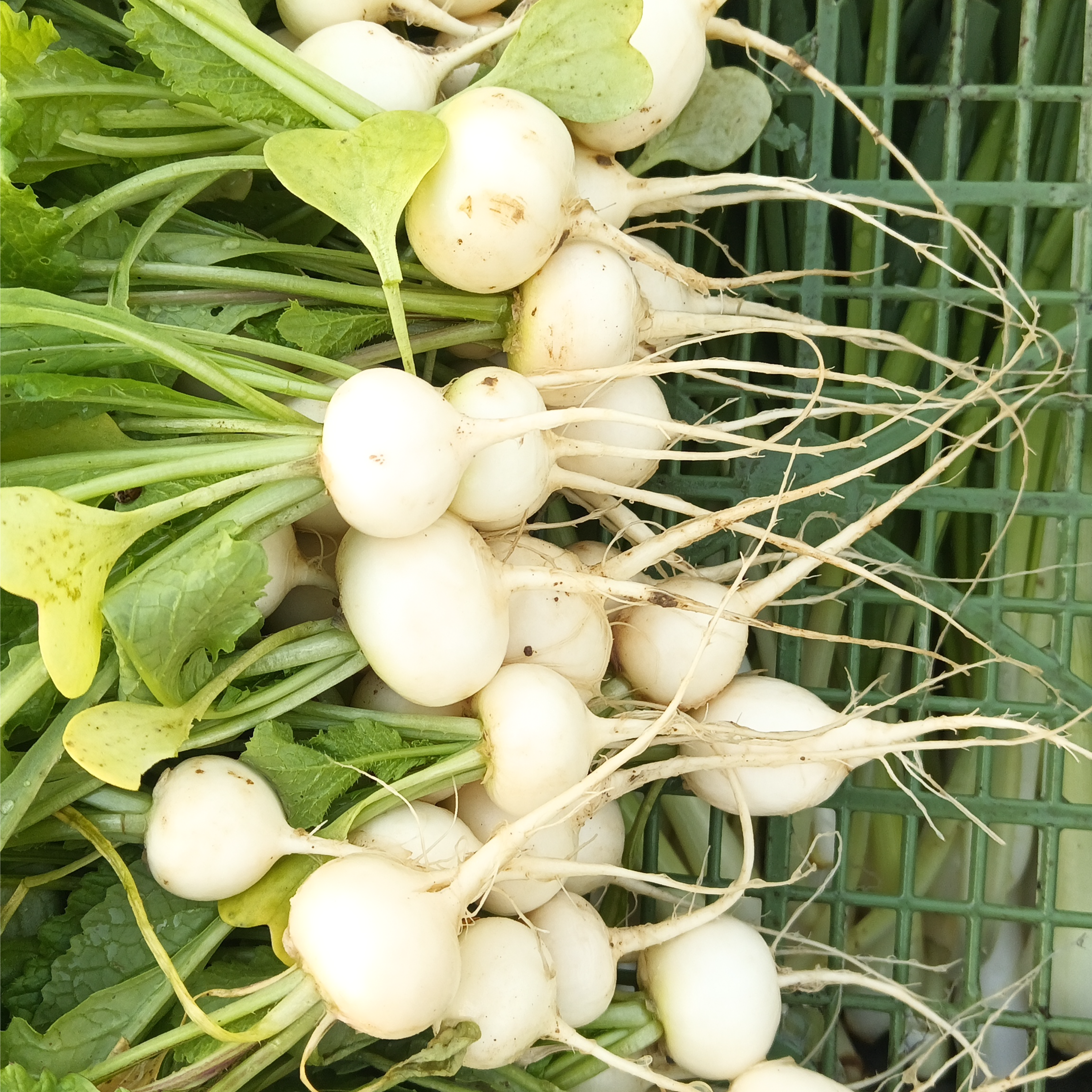 bijele,crvene,šarene mix - Image 1