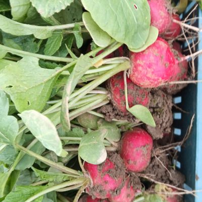 Hrskava i sočna baby