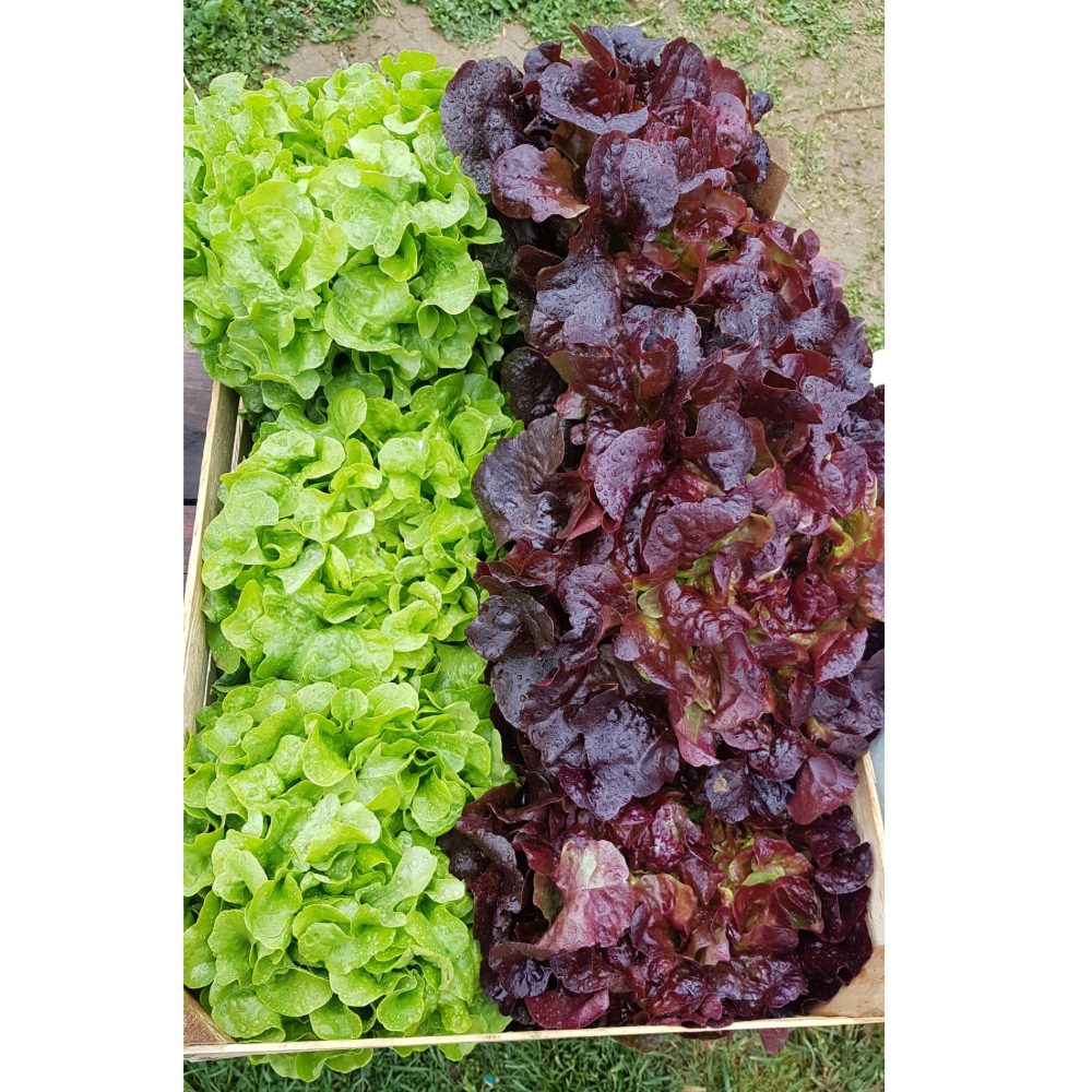 Hrastov list - Image 1