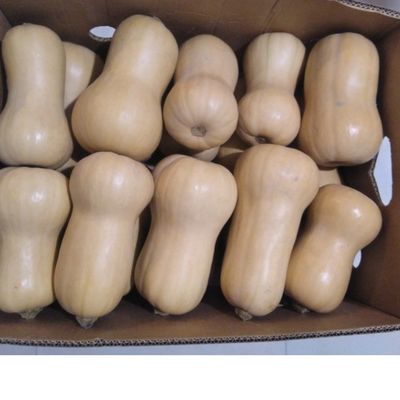 Butternut