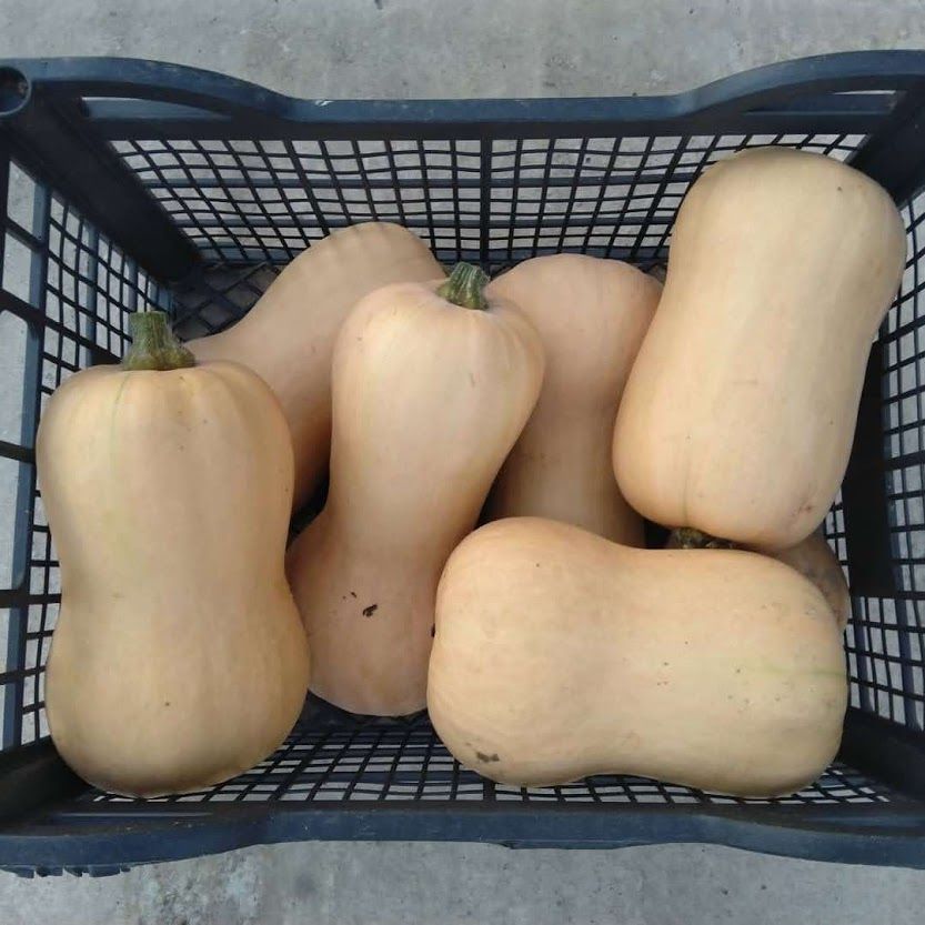 Butternut thumbnail 3