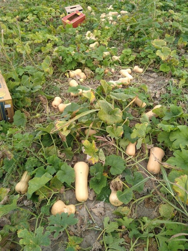 Butternut thumbnail 5