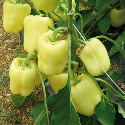 Organic bell pepper - Image 1