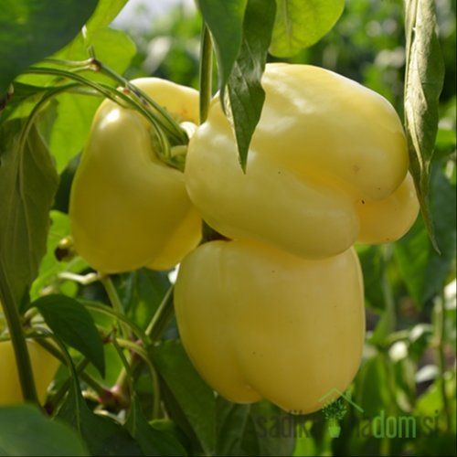 Organic bell pepper thumbnail 2