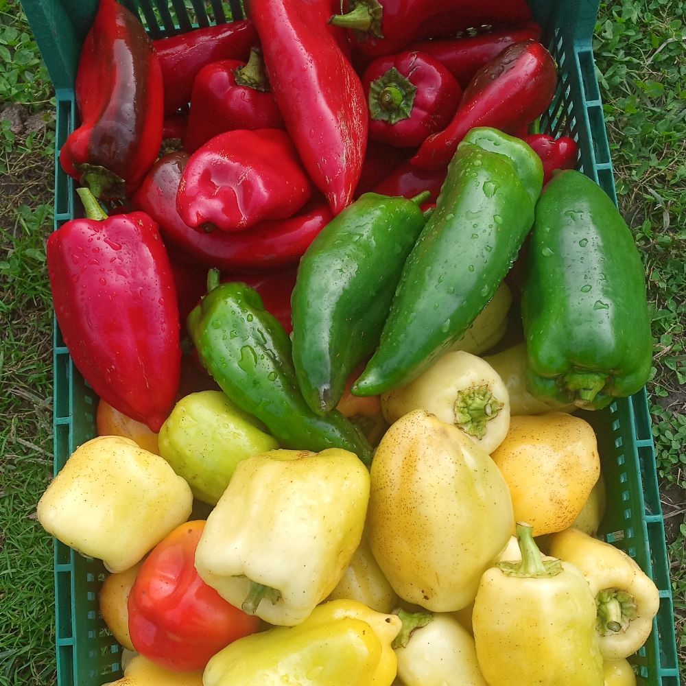 Organic bell pepper and pointed pepper mix - Image 1