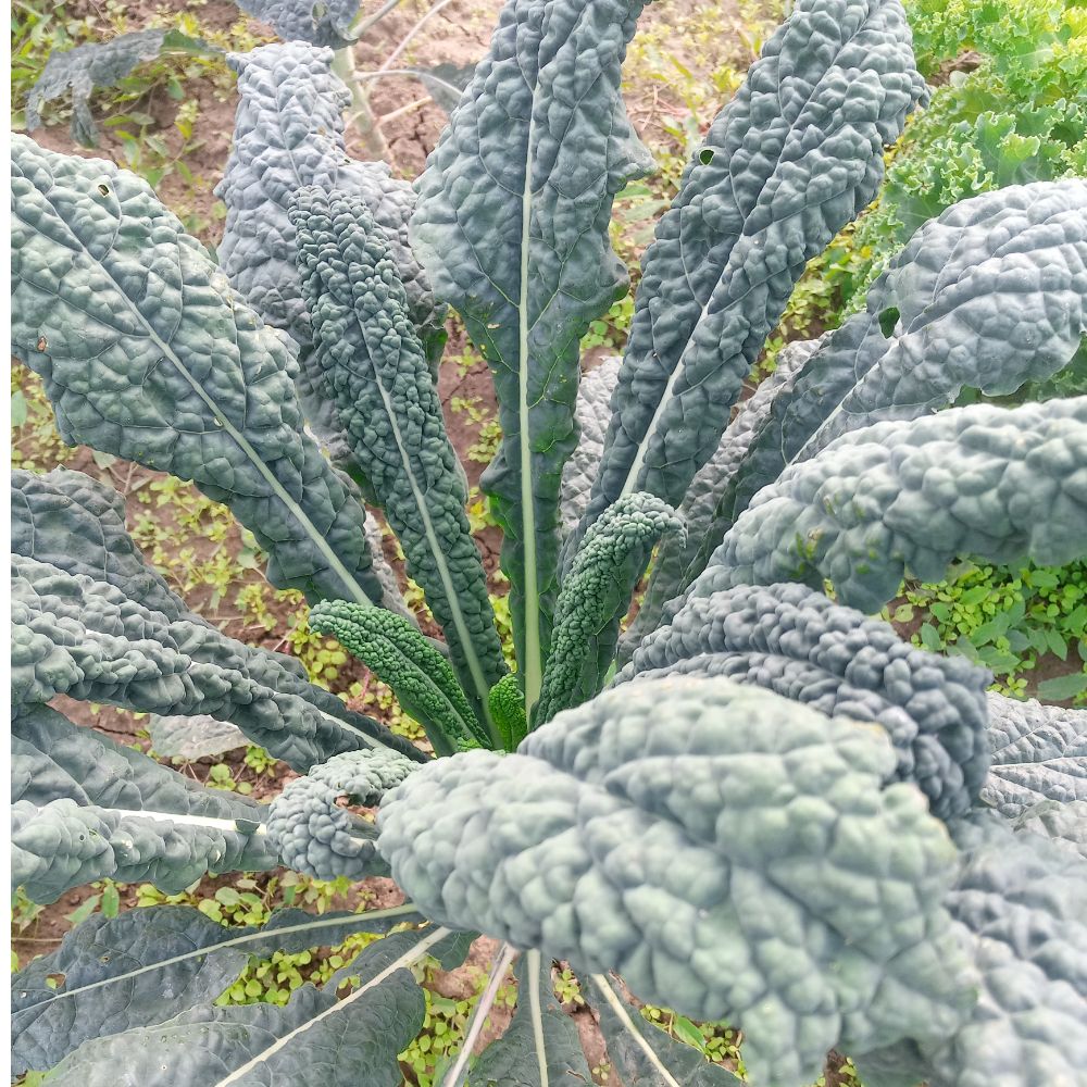 Organic black kale - Image 1