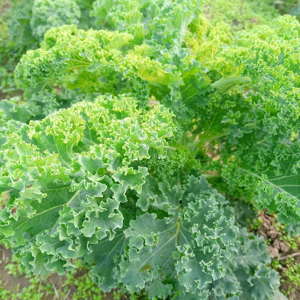 Organic curly kale - Image 1