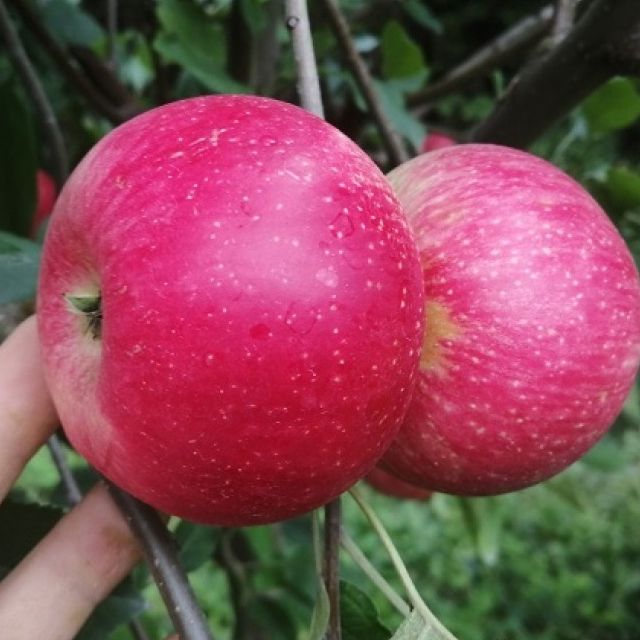 EKO Florina - Image 1