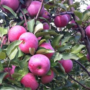 EKO Florina thumbnail 2