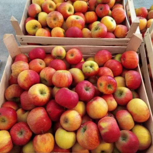 EKO Topaz thumbnail 2