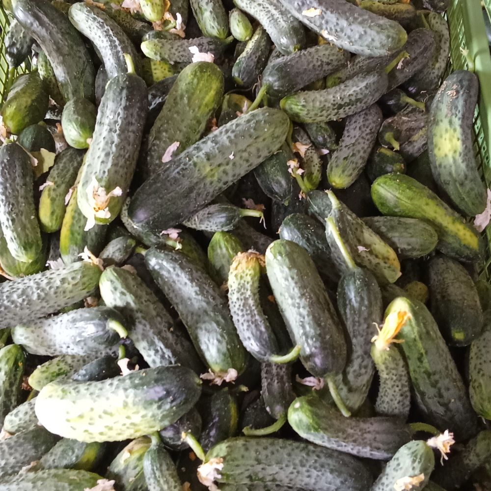 Kornišon I.,II.,III. klasa - Image 1