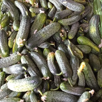 Kornišon I.,II.,III. klasa