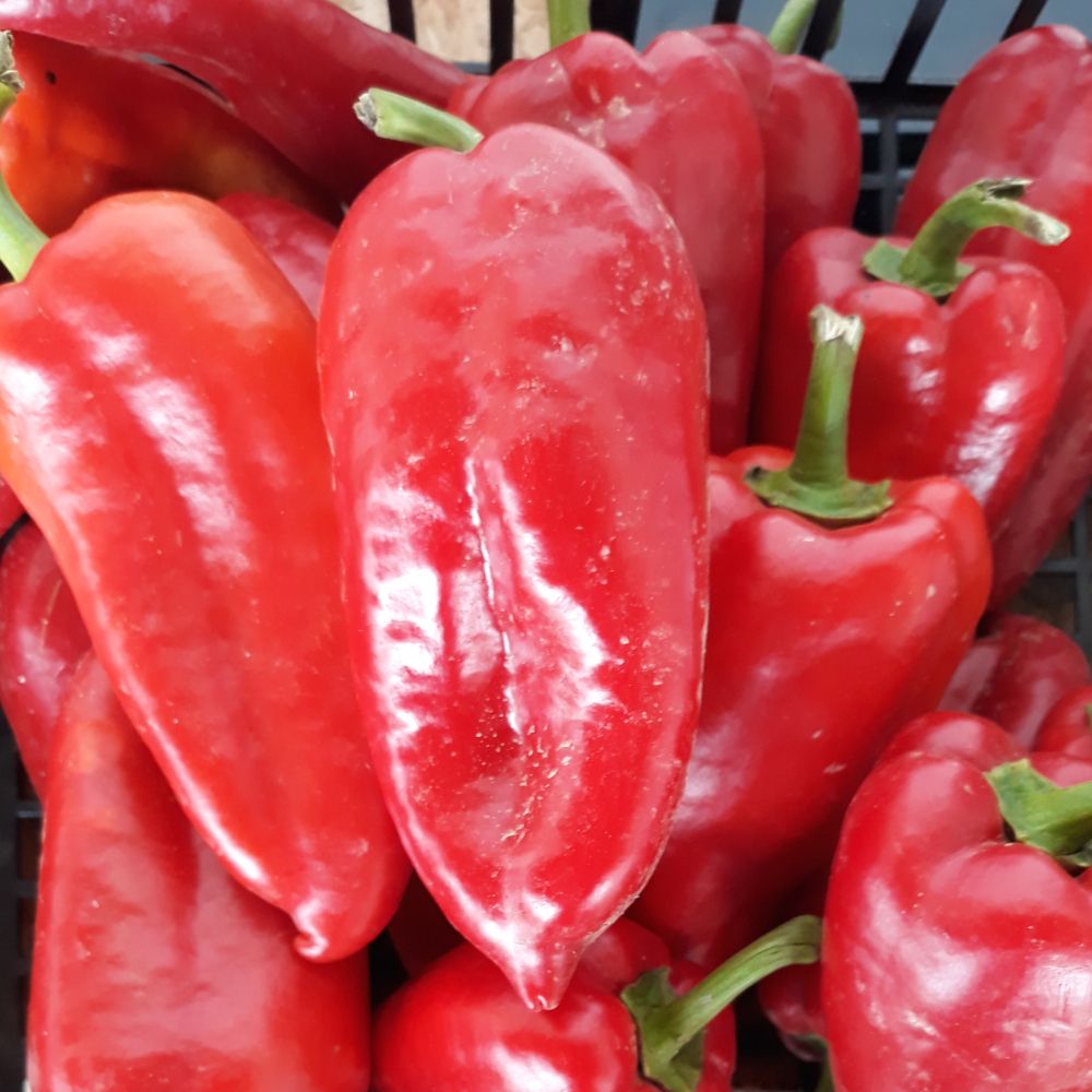 Crvena roga - Image 1