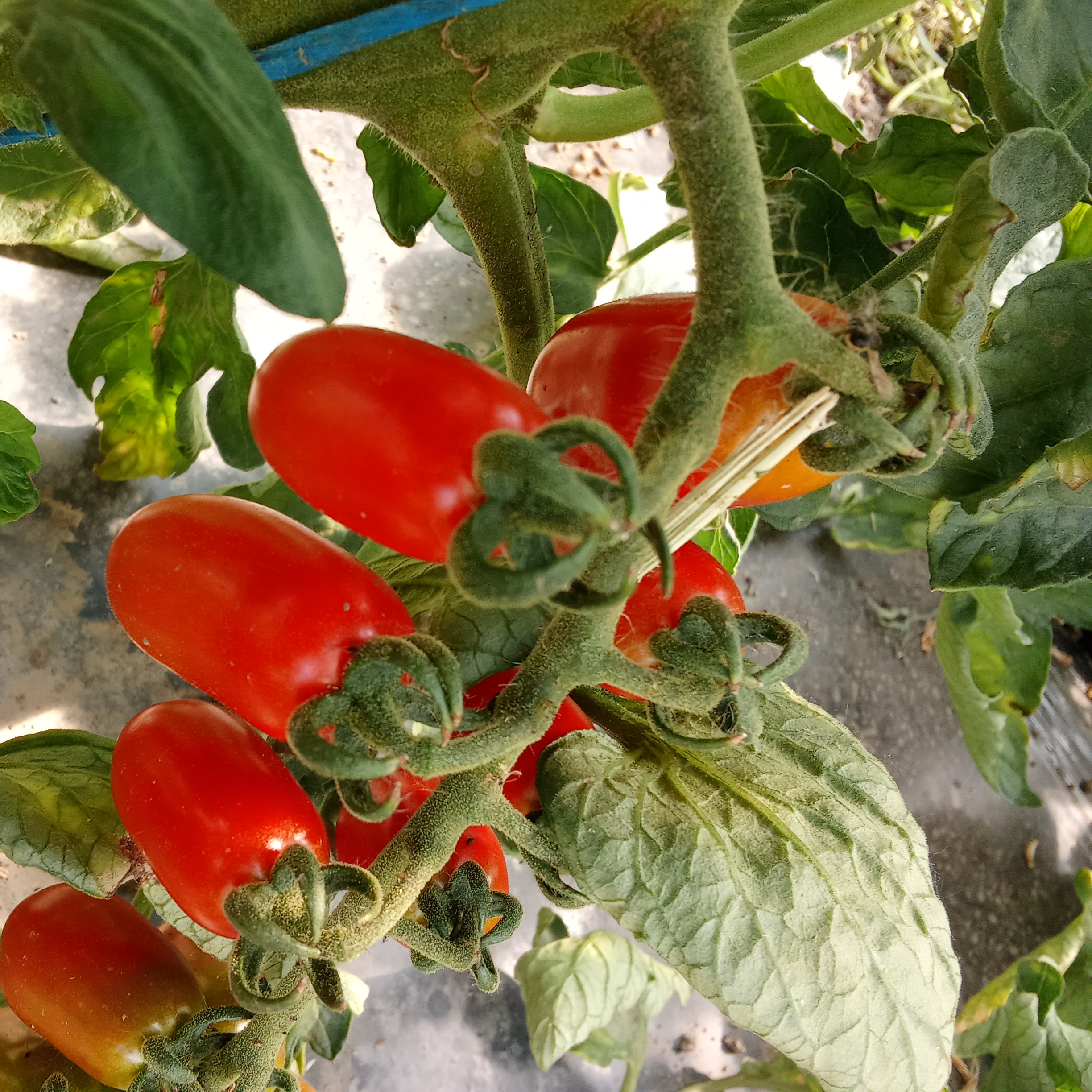 Cherry mix - Image 1