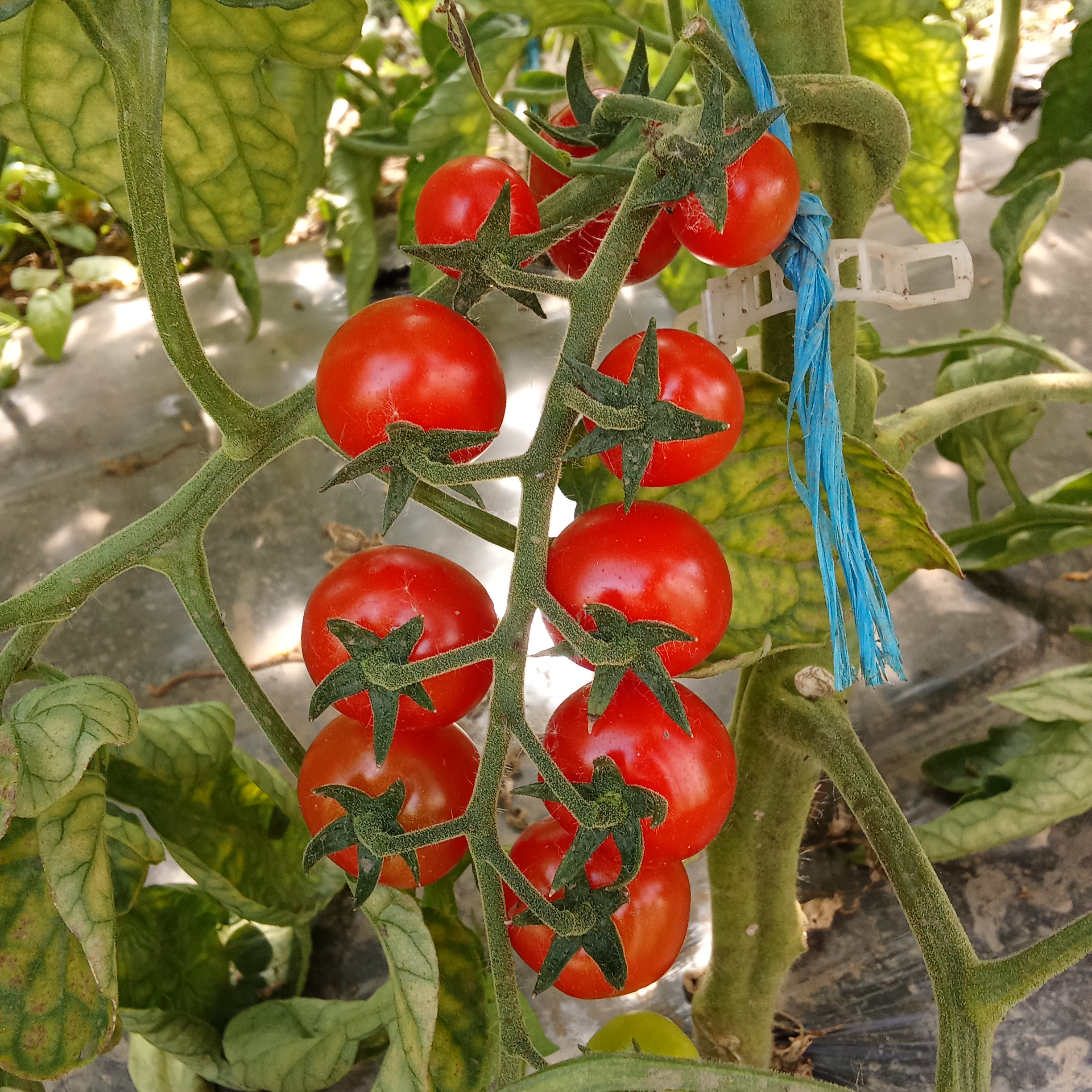 Cherry mix thumbnail 2