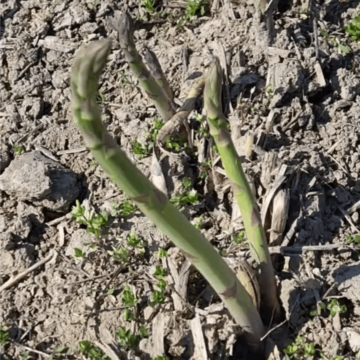 u prijelaznom razdoblju - Image 1