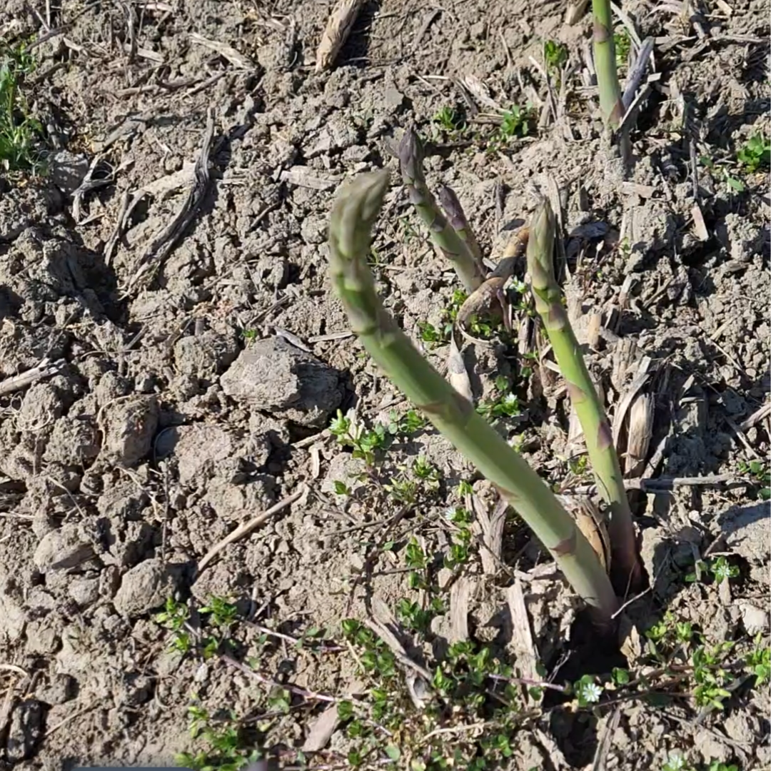 Ekološke šparoge  - Image 1