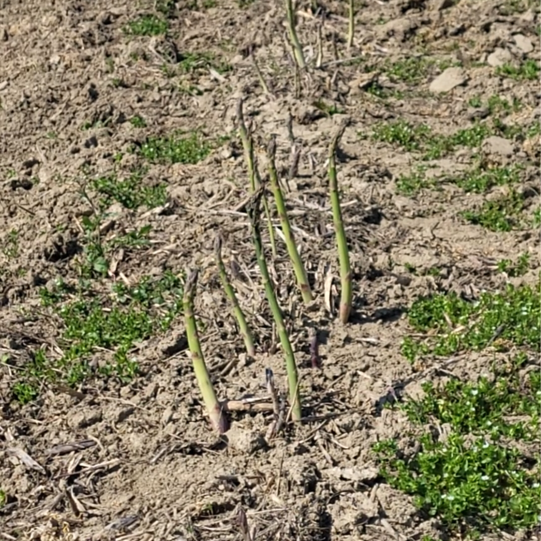 Ekološke šparoge  thumbnail 3