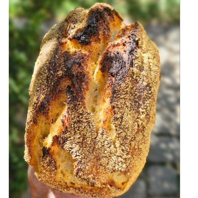 Sourdough - kukuruzni 