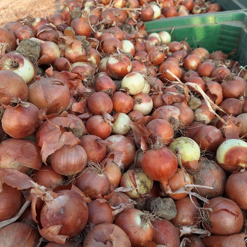 Crockett thumbnail 2