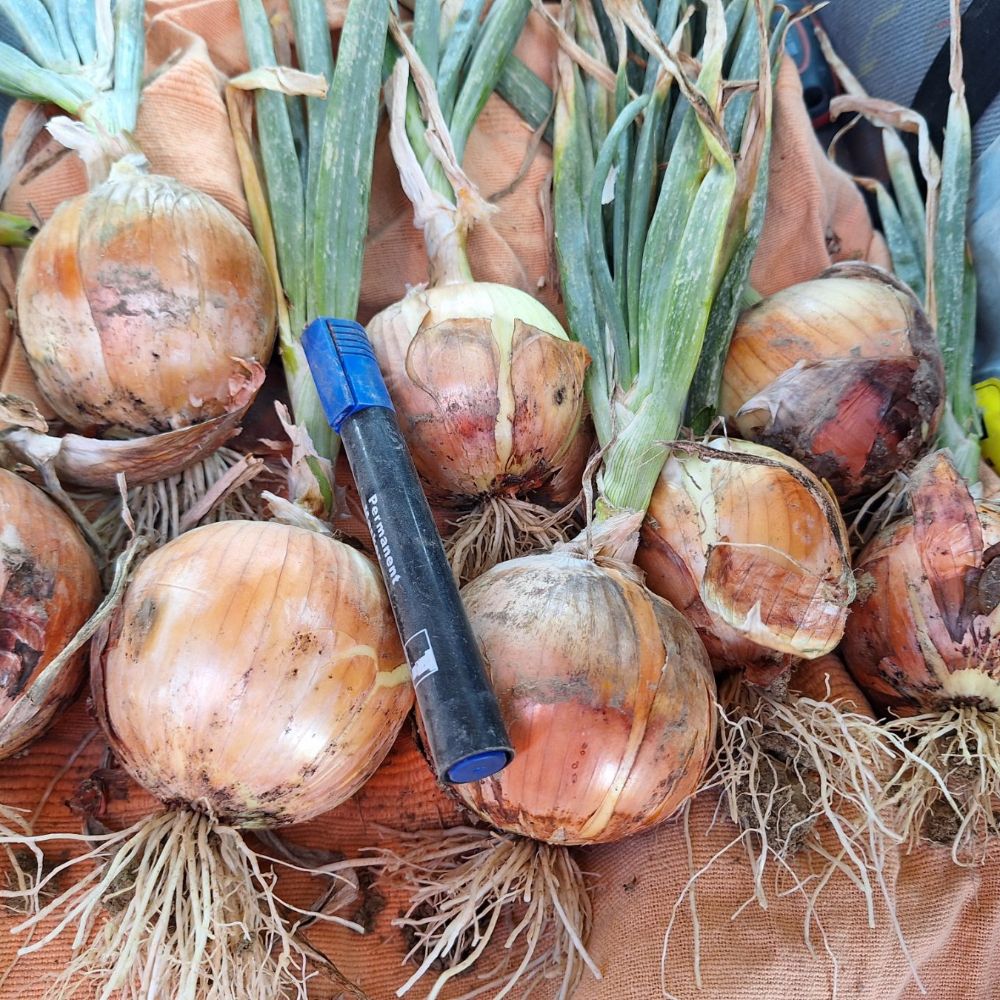 Crockett thumbnail 3