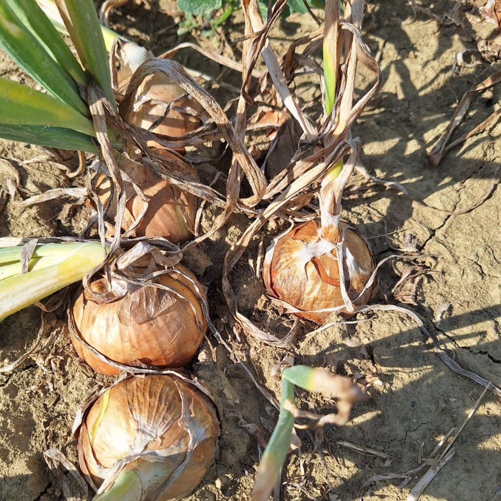 Crockett thumbnail 4