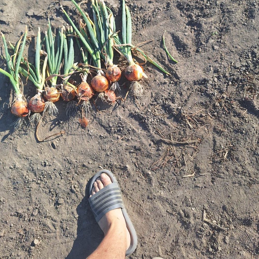 Crockett thumbnail 5