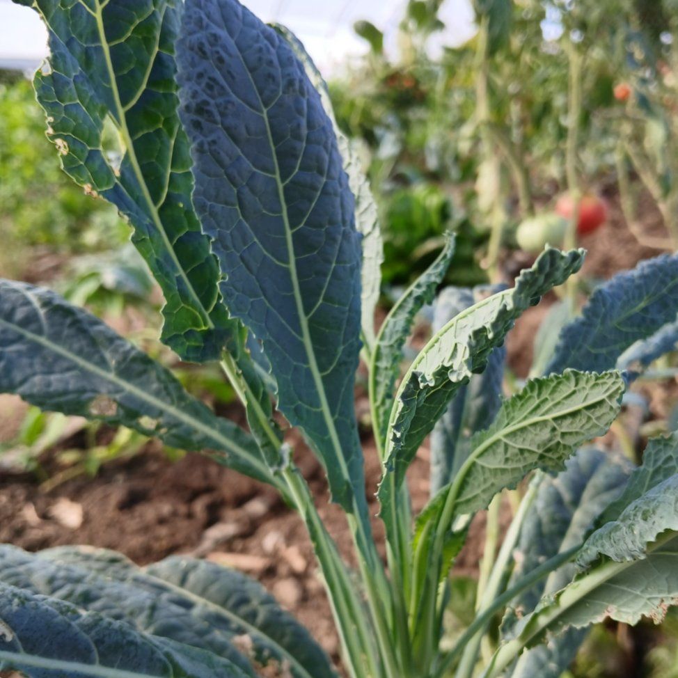 Curly kale leaves - Image 1