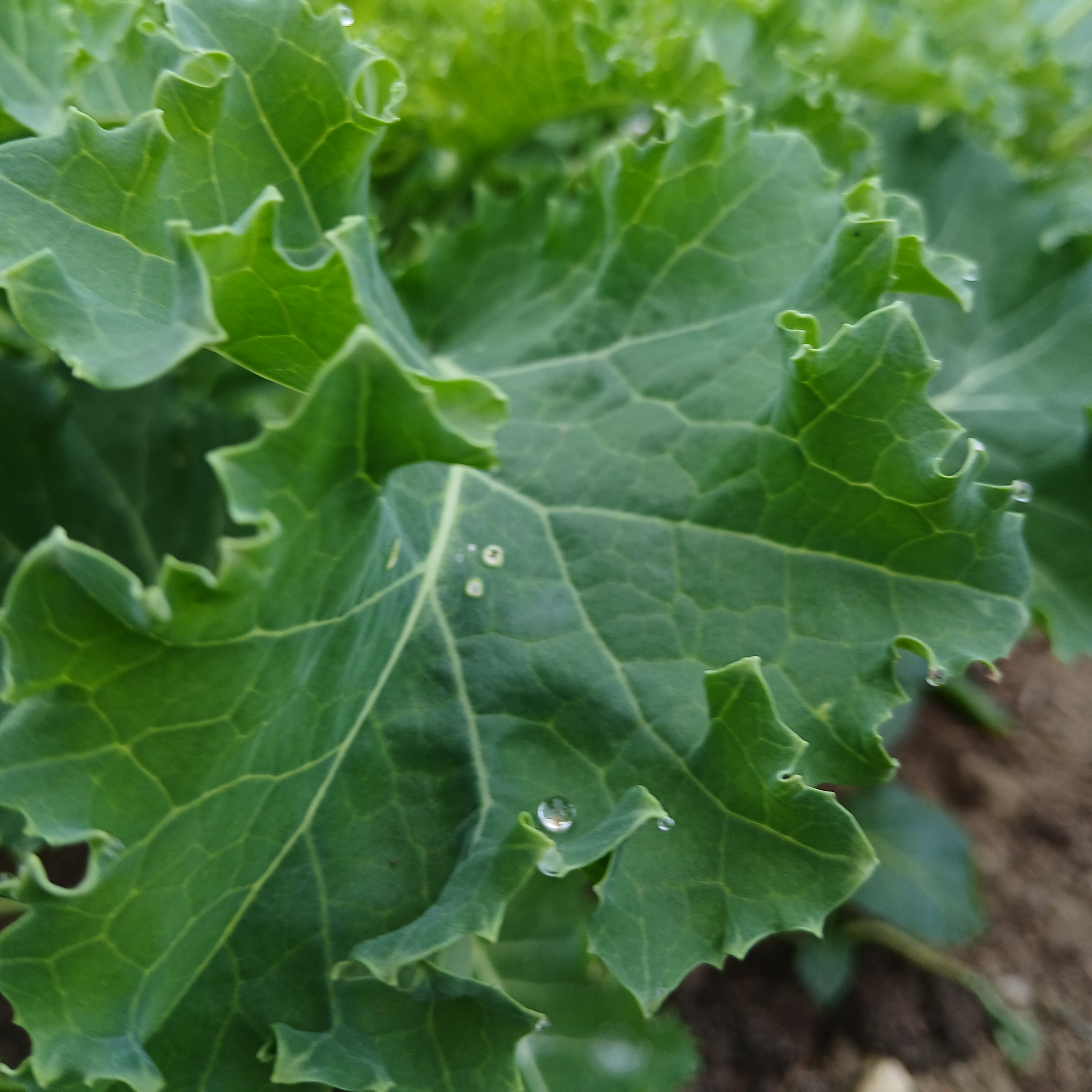 Mladi listovi kovrcavog kelja - Image 1