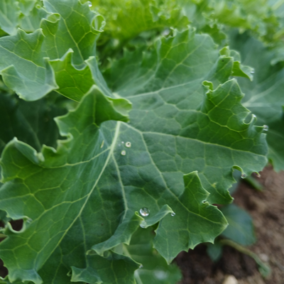 Mladi listovi kovrcavog kelja