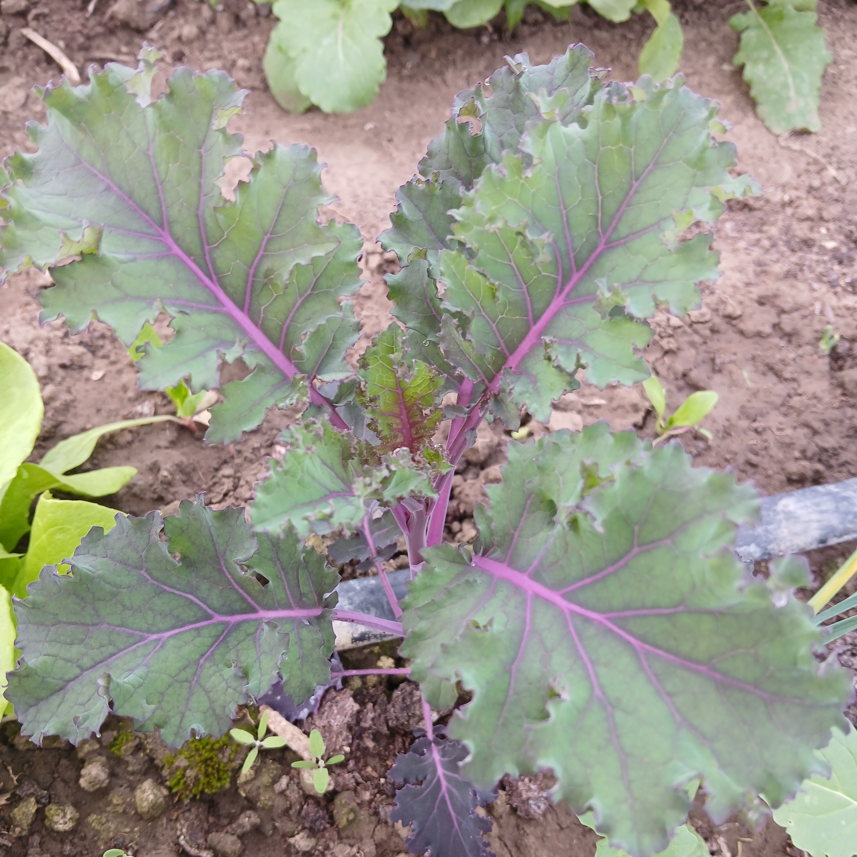 Mladi listovi kovrcavog kelja thumbnail 2