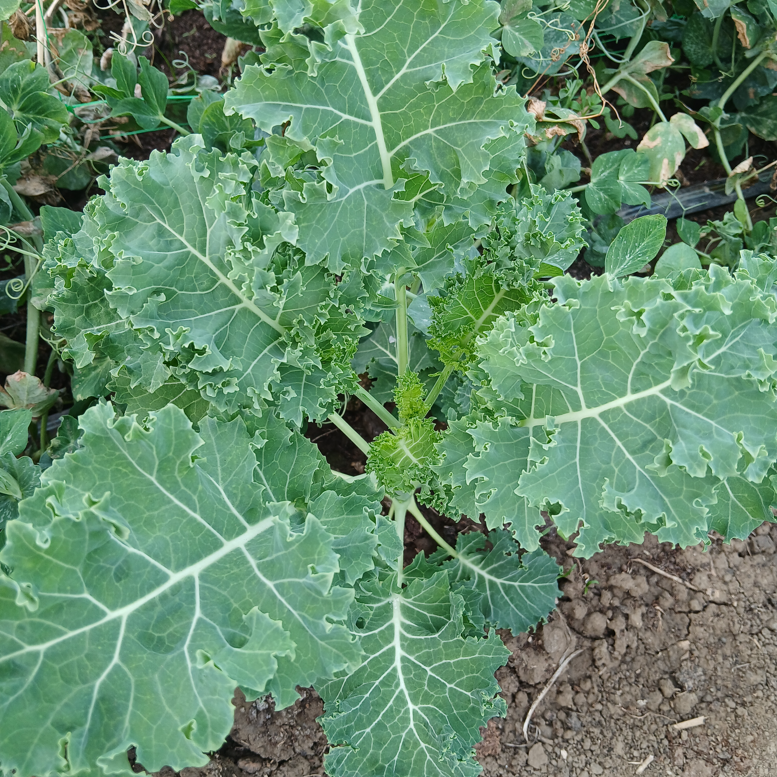 Mladi listovi kovrcavog kelja thumbnail 3