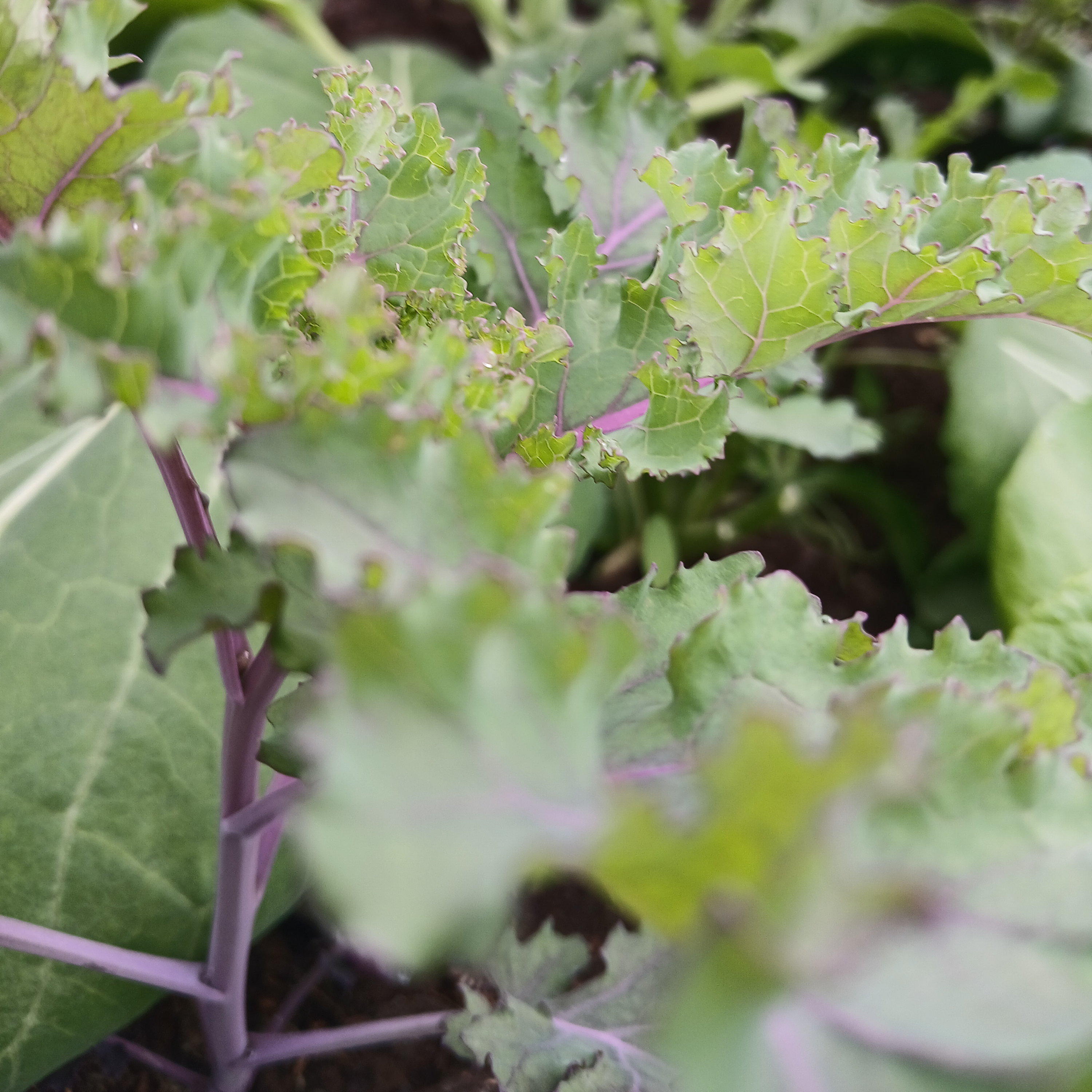 Mladi listovi kovrcavog kelja thumbnail 4