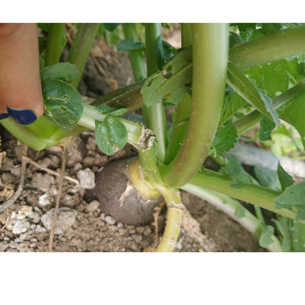 Crna zimska thumbnail 2