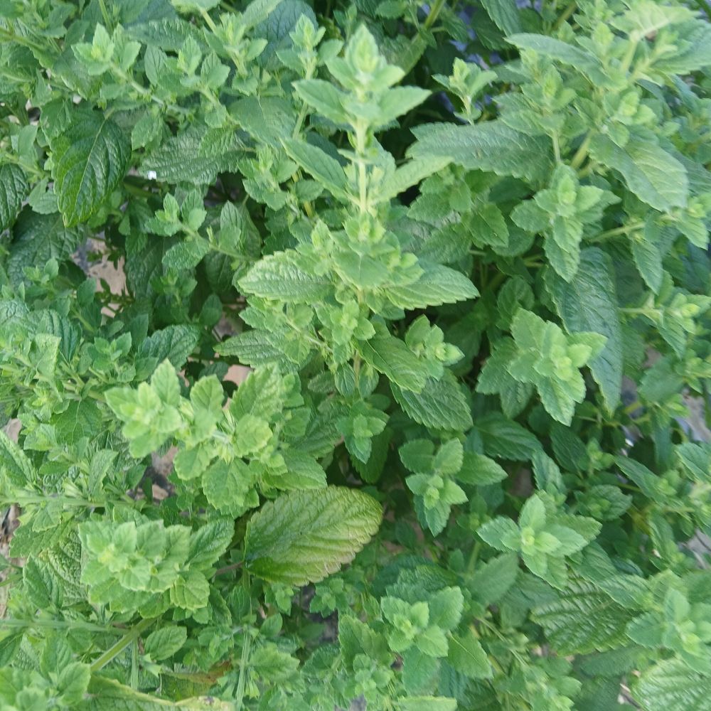  - Image 1