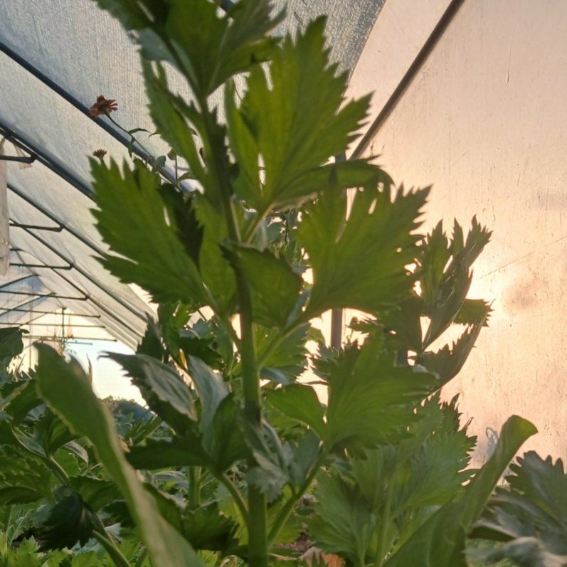  - Image 1