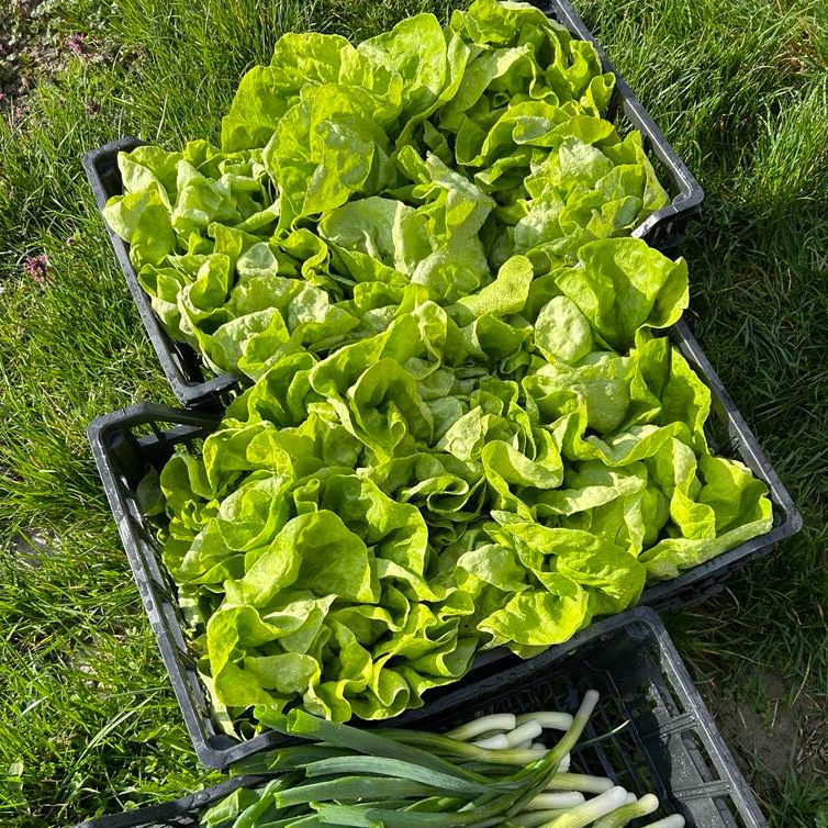 Puterica thumbnail 2