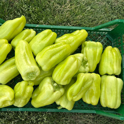 babura