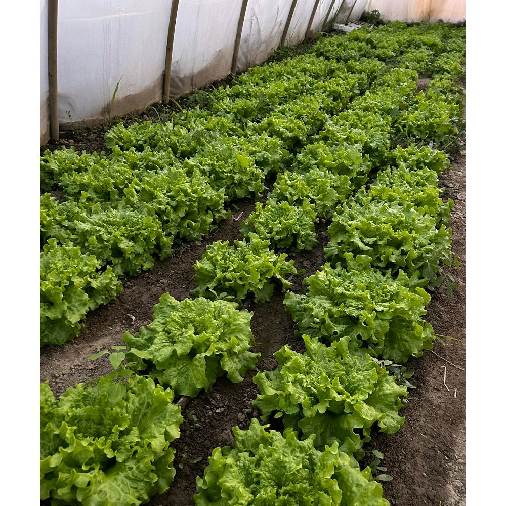 Kristalka thumbnail 2