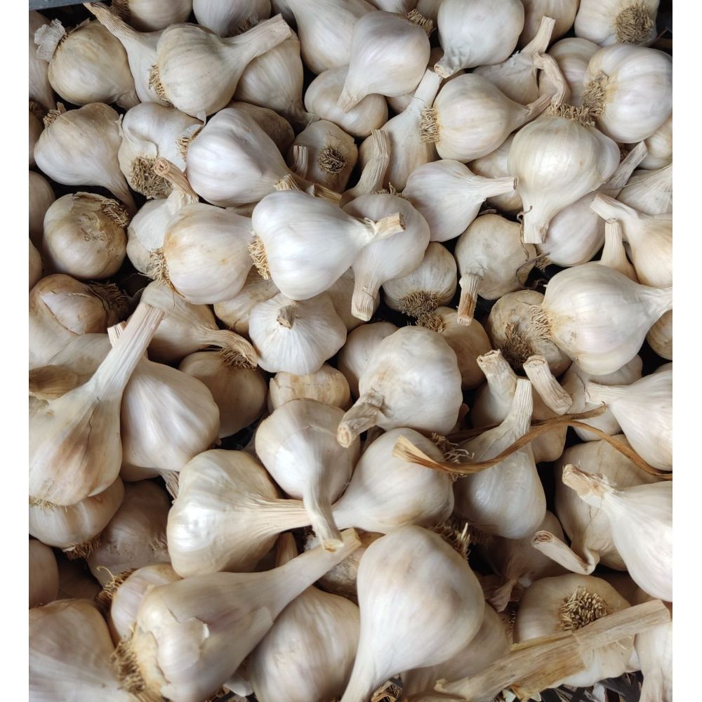 Sorta Bosut - Image 1