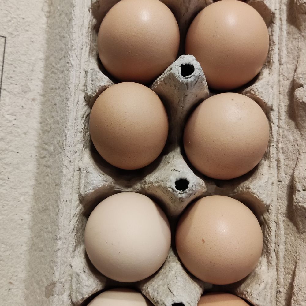 iz slobodnog uzgoja - Image 1