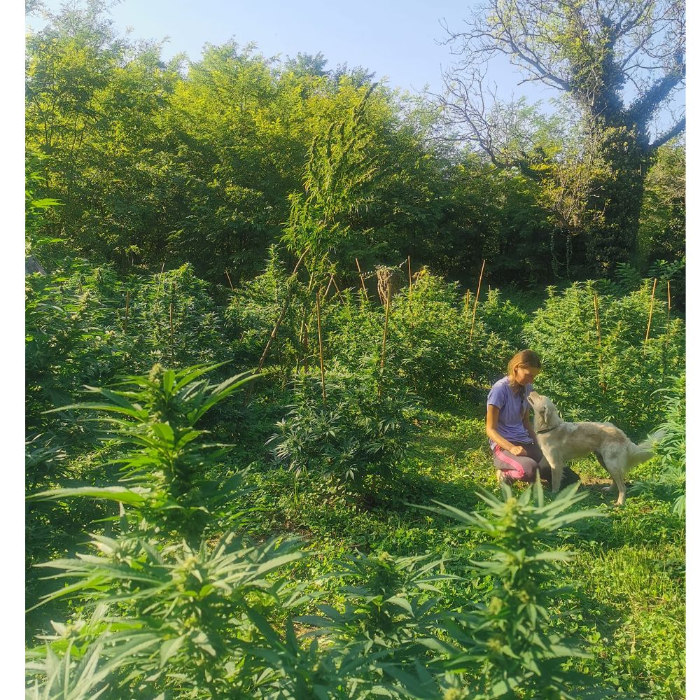 CBD kapi - 3% thumbnail 4