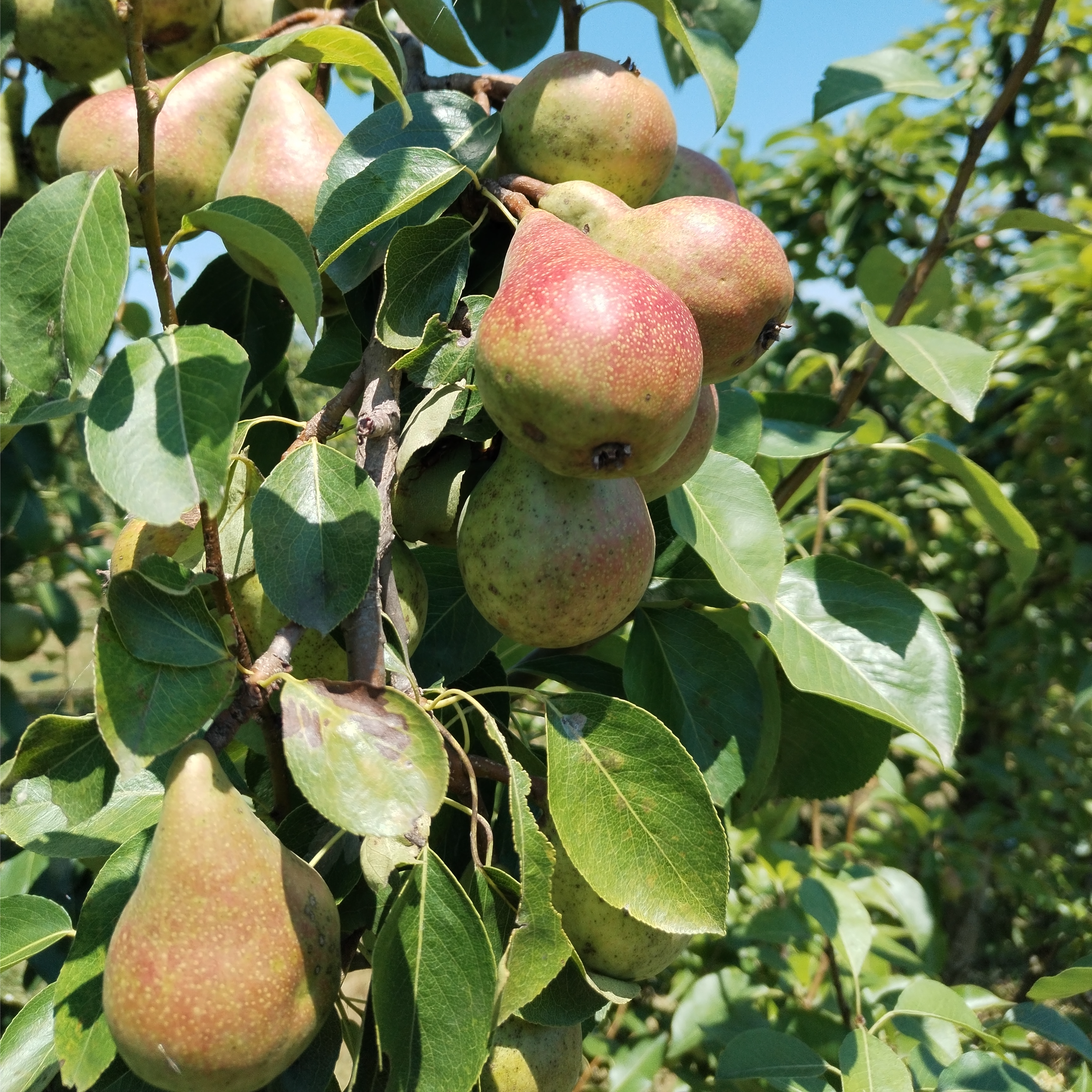 EKO KRUŠKICE thumbnail 2