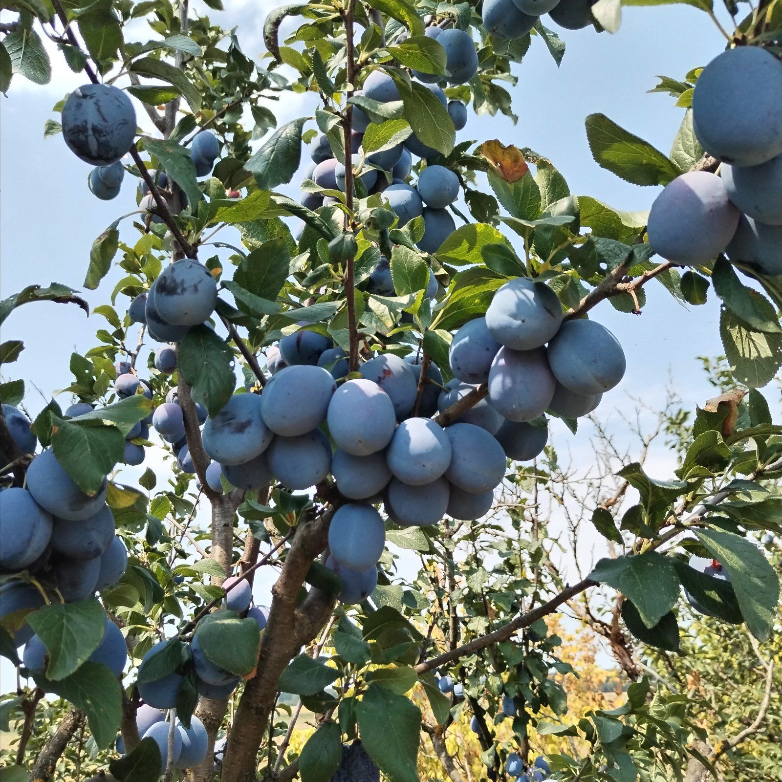" ORGANIC " FOR JAM OR BRANDY - Image 1