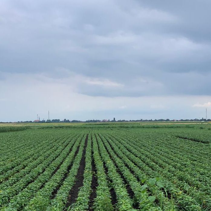 suhi šareni thumbnail 6